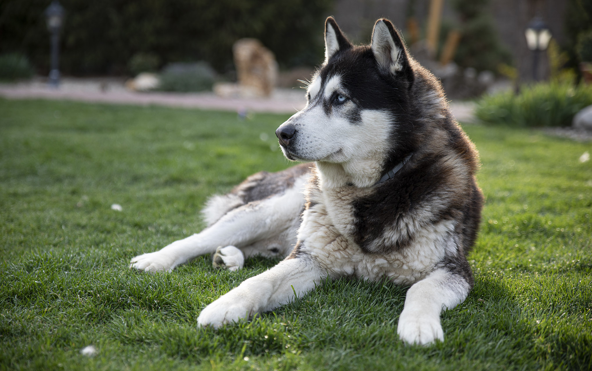 Sibírsky husky Kenny