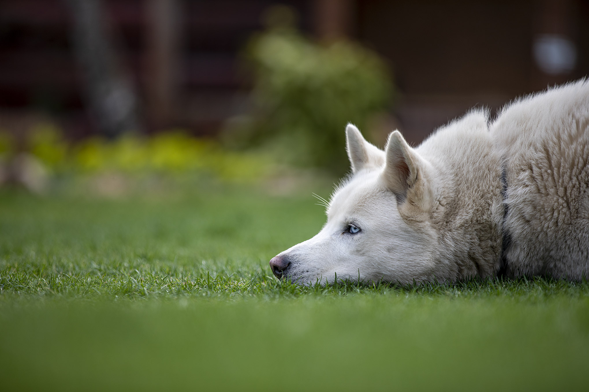 Fotografovanie psov: sibírsky husky Majka odpočíva v tráve