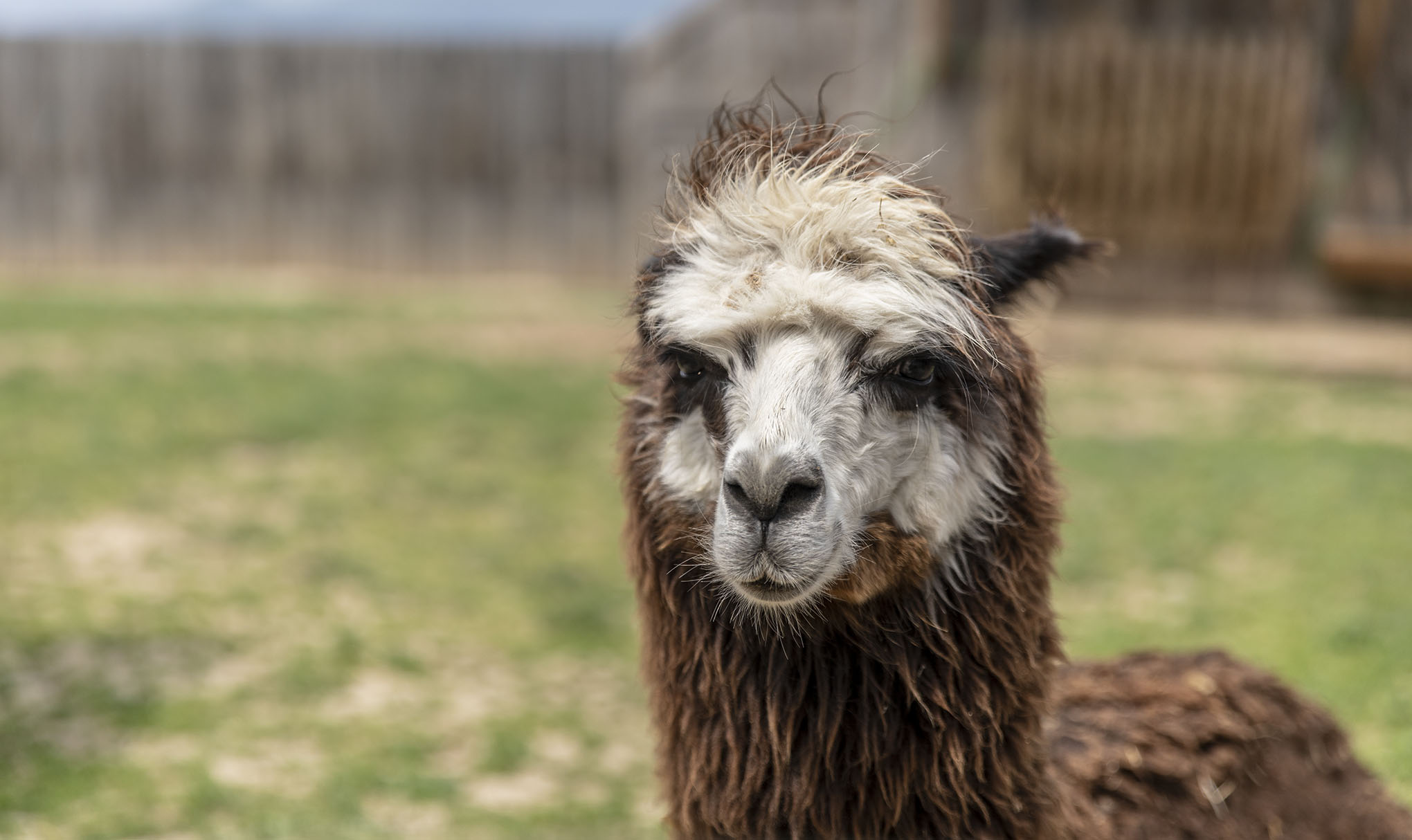 Lama v ZOO kontakt